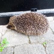 2016-04-22_19-42-20_Hérisson