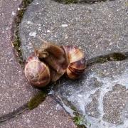 2016-05-20_08-12-52_Bourgognes